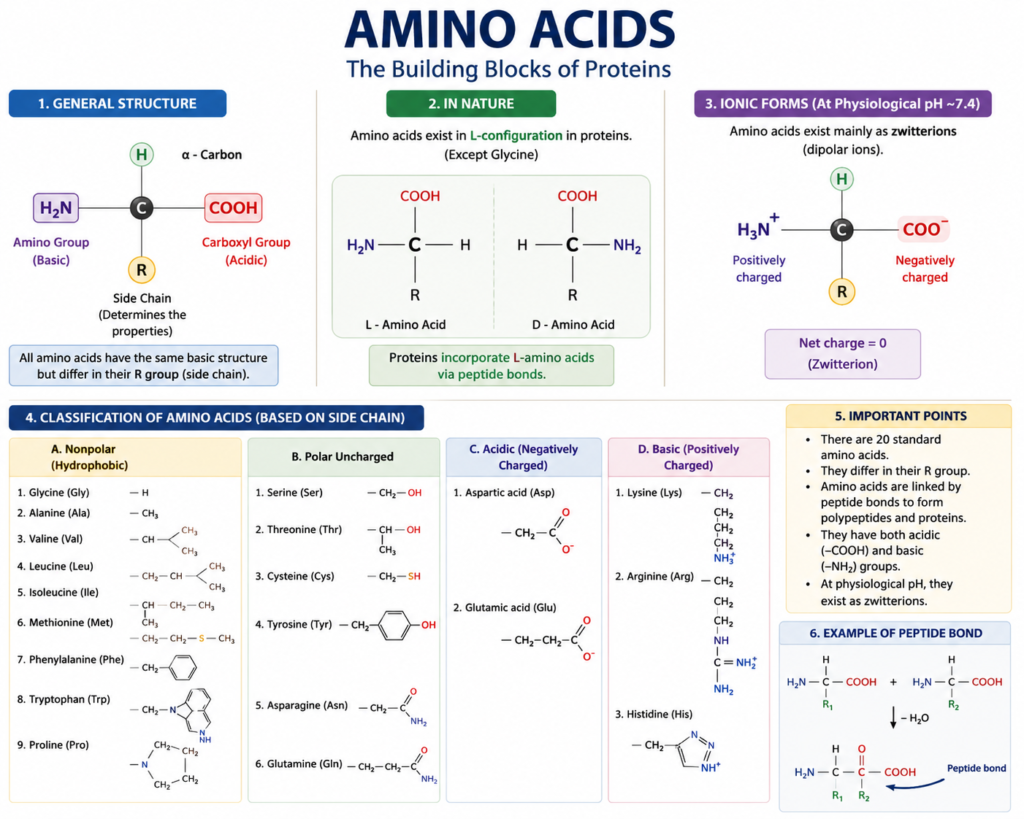 Protein and amino acid