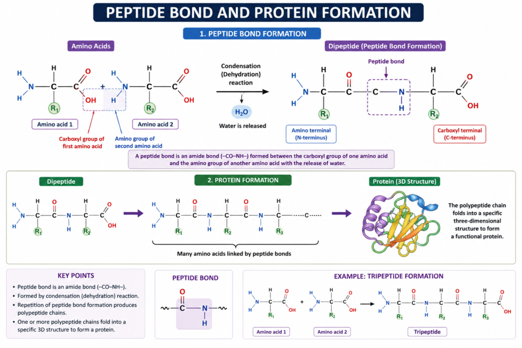 protein and amino aicd