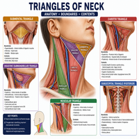 Neck triangles