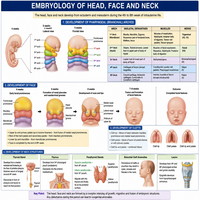 Embryology of head face and neck