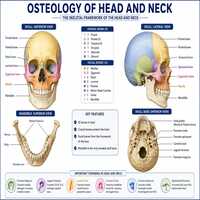 osteology of head and neck