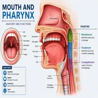 mouth and pharynx
