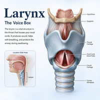 Larynx