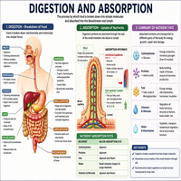 Digestion and Absorption