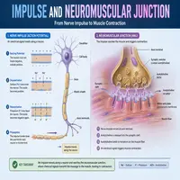 Nerve Impulse and Neuromuscular Junction