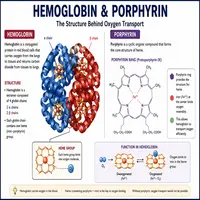 Hemoglobin and Porphyrin