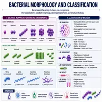 Bacterial morphology