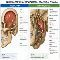 temporal and infratemporal fossa