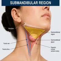 Submandibular region