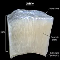 Enamel
