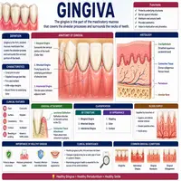 Gingiva Explained